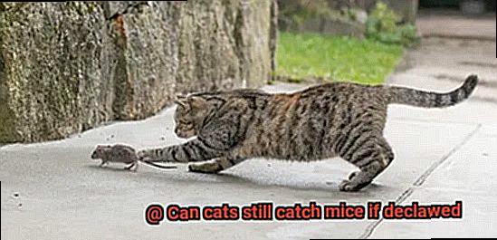 Can cats still catch mice if declawed-2