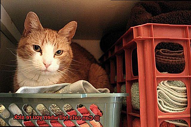 can-cats-tell-when-you-re-sick-21cats