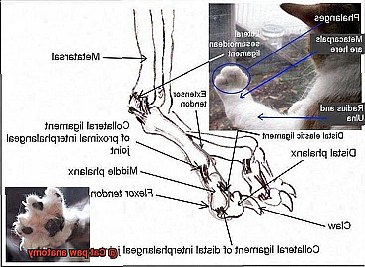 Cat paw anatomy? - 21Cats.org