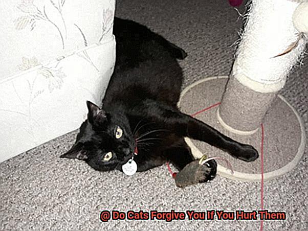 Do Cats Forgive You If You Hurt Them-4