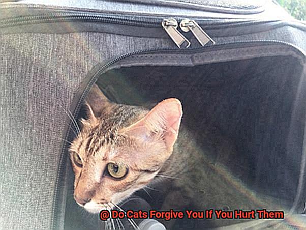 Do Cats Forgive You If You Hurt Them-5