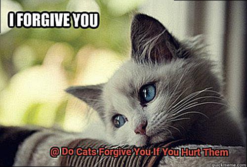 Do Cats Forgive You If You Hurt Them-2