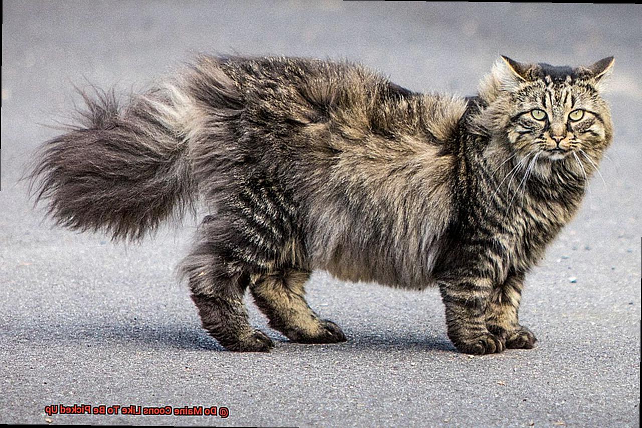 Do Maine Coons Like To Be Picked Up?