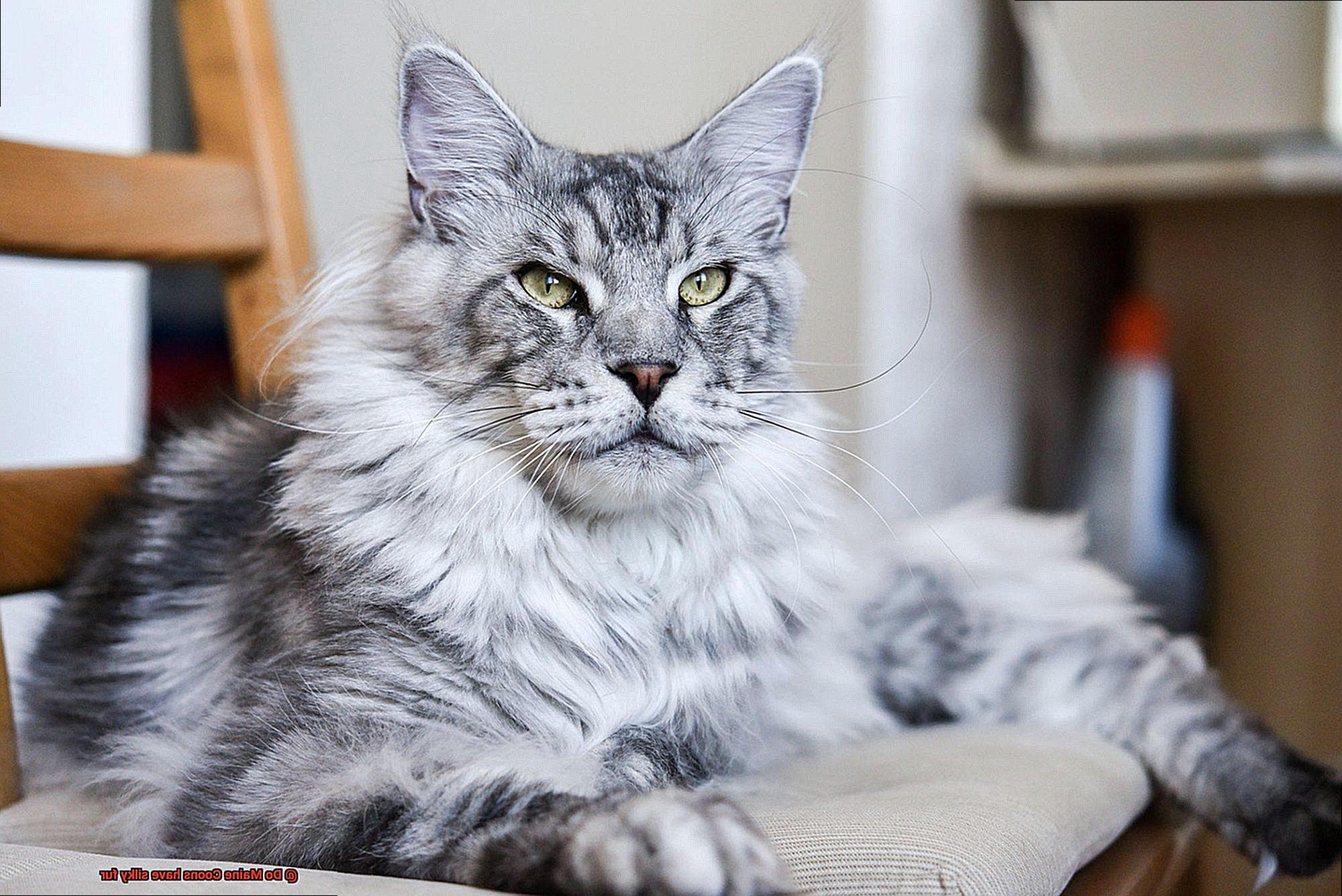 Do Maine Coons have silky fur-4