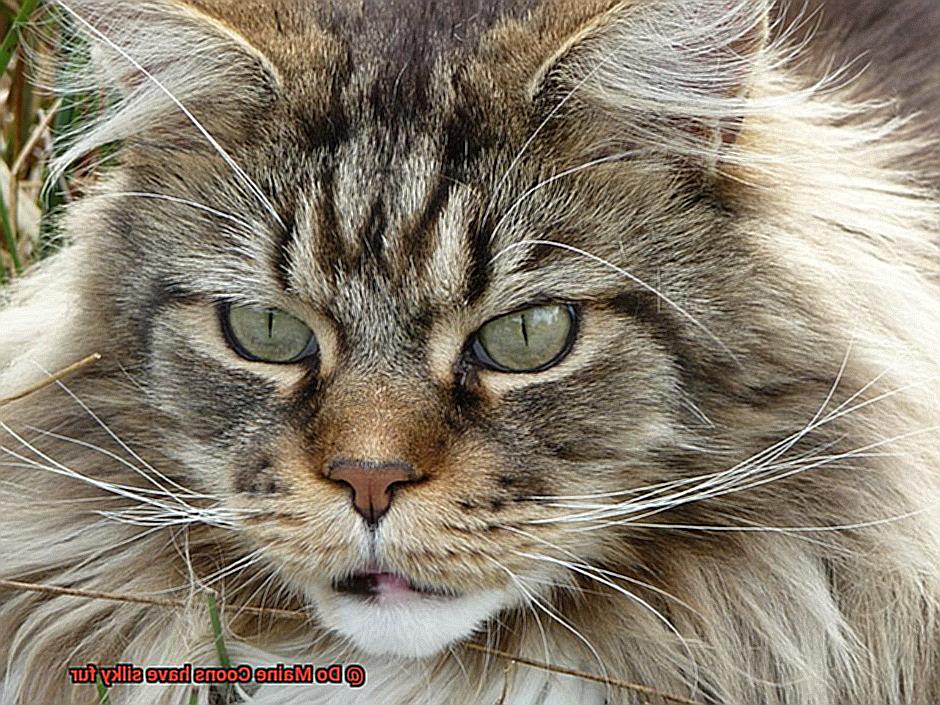Do Maine Coons have silky fur-5