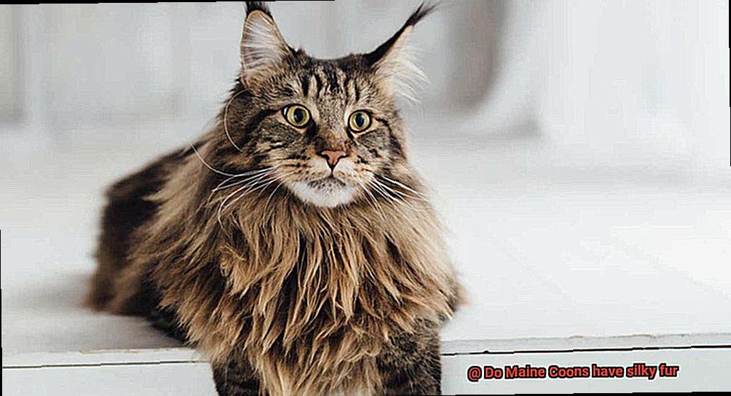 Do Maine Coons have silky fur-3