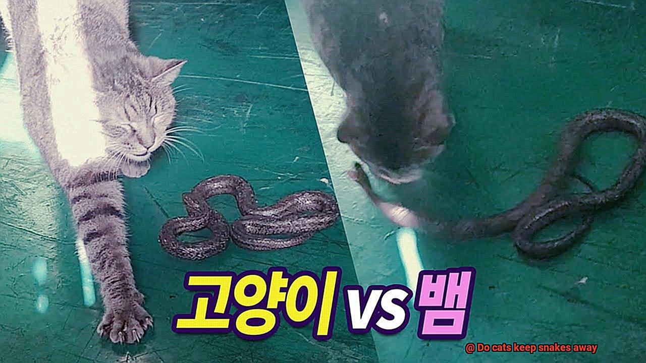 Do cats keep snakes away-2