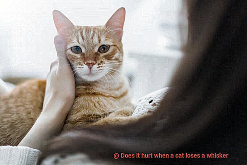 Does it hurt when a cat loses a whisker-2