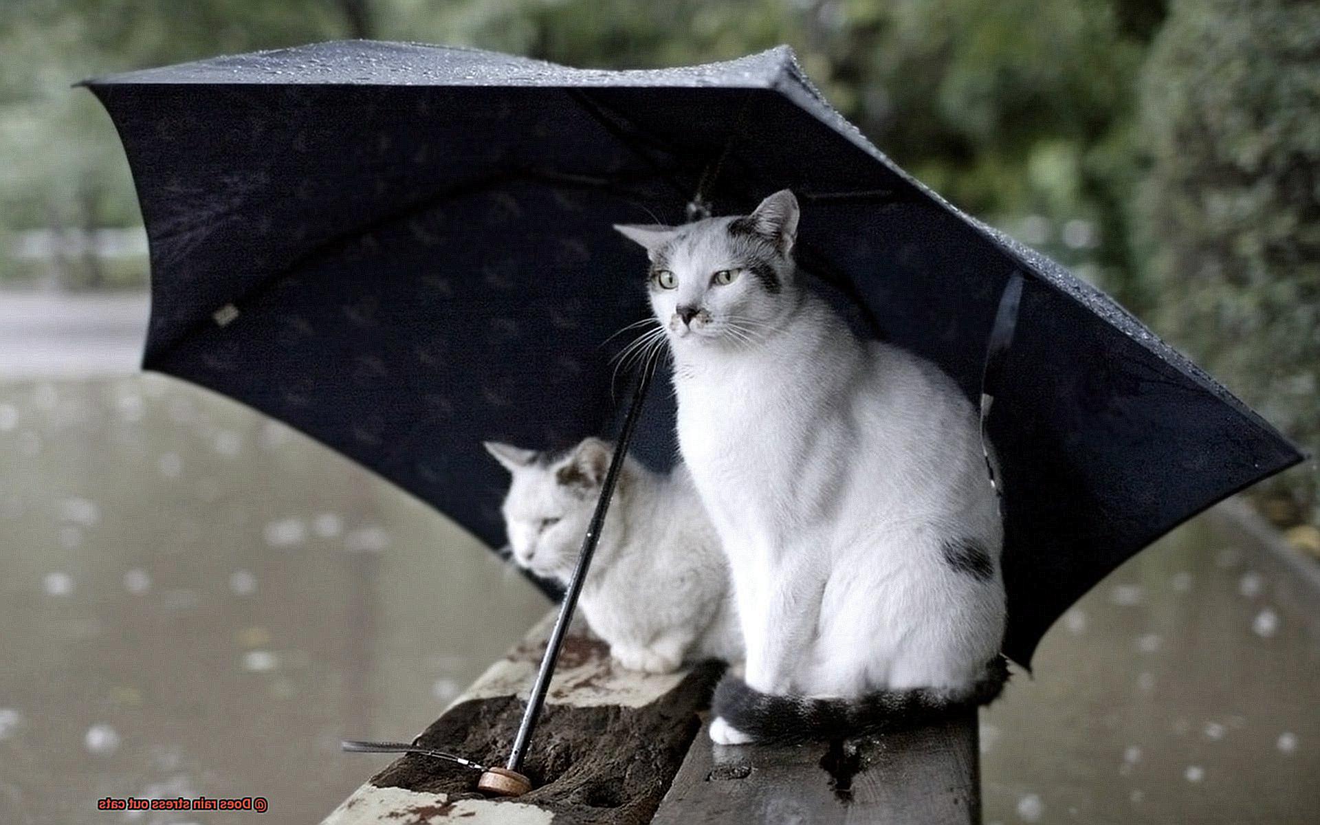 Does rain stress out cats-5