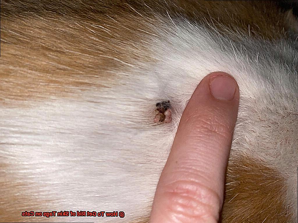 how-to-get-rid-of-skin-tags-on-cats-21cats