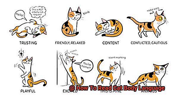 How To Read Cat Body Language-2