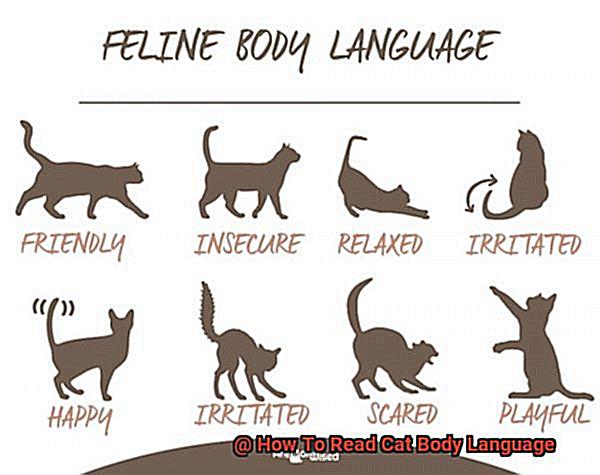 How To Read Cat Body Language-6