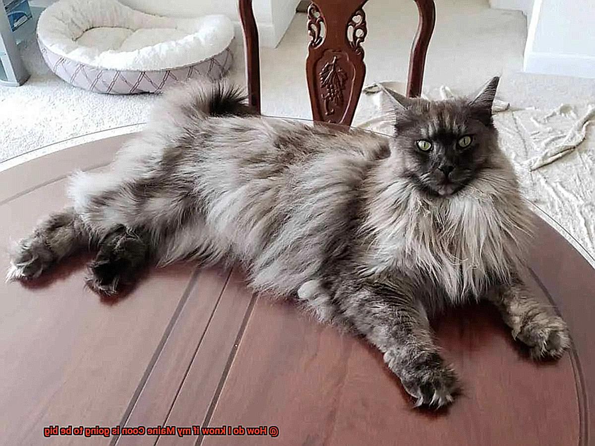 How do I know if my Maine Coon is going to be big-3