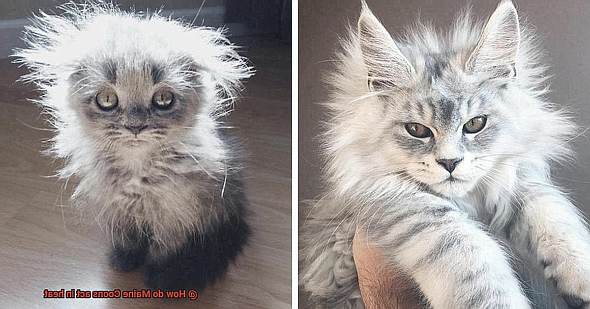 How do Maine Coons act in heat? - 21Cats.org