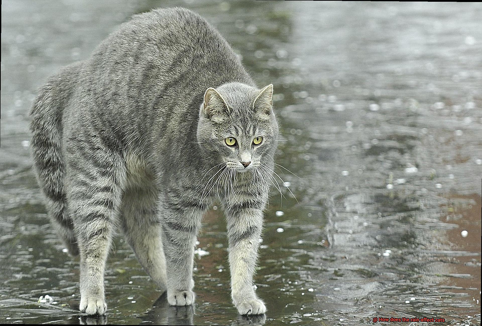 How does the rain affect cats-5