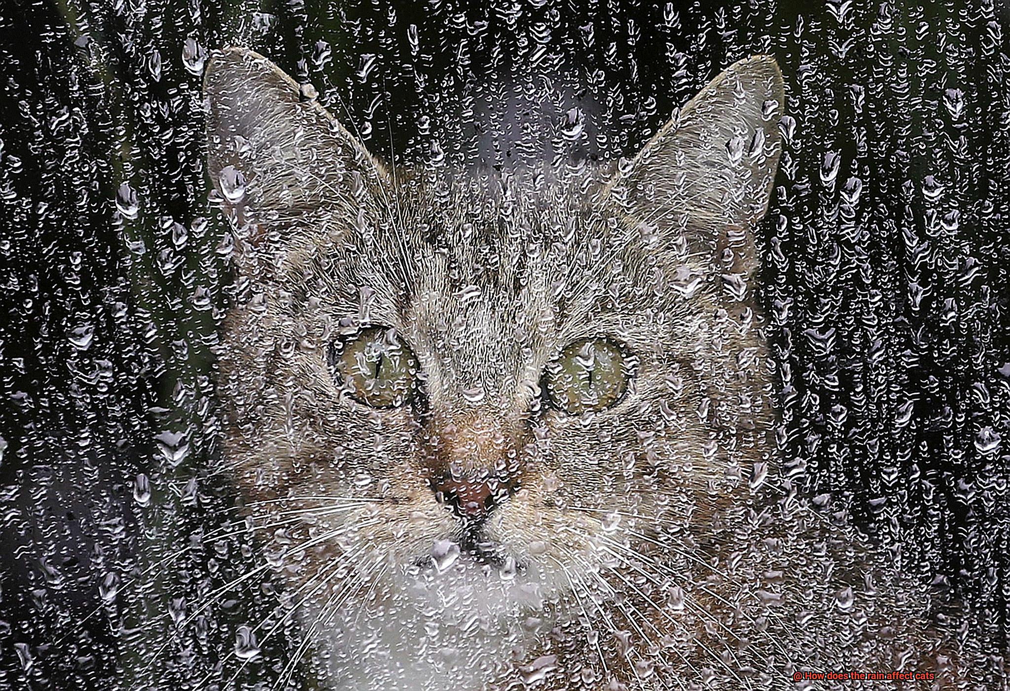How does the rain affect cats-2
