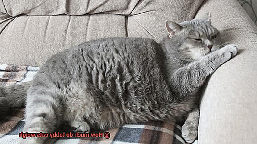 How much do tabby cats weigh-3