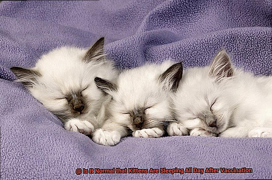 Is It Normal that Kittens Are Sleeping All Day After Vaccination-5