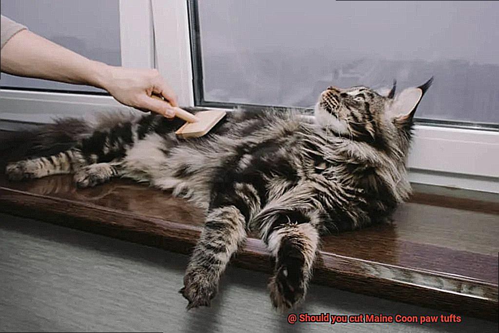 Should you cut Maine Coon paw tufts-8
