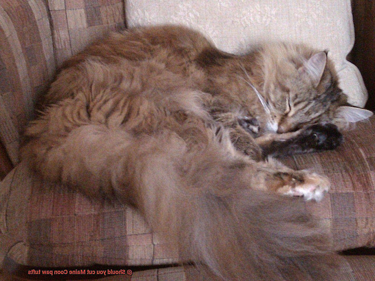 Should you cut Maine Coon paw tufts-4