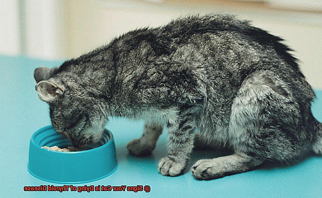 Signs Your Cat is Dying of Thyroid Disease-7