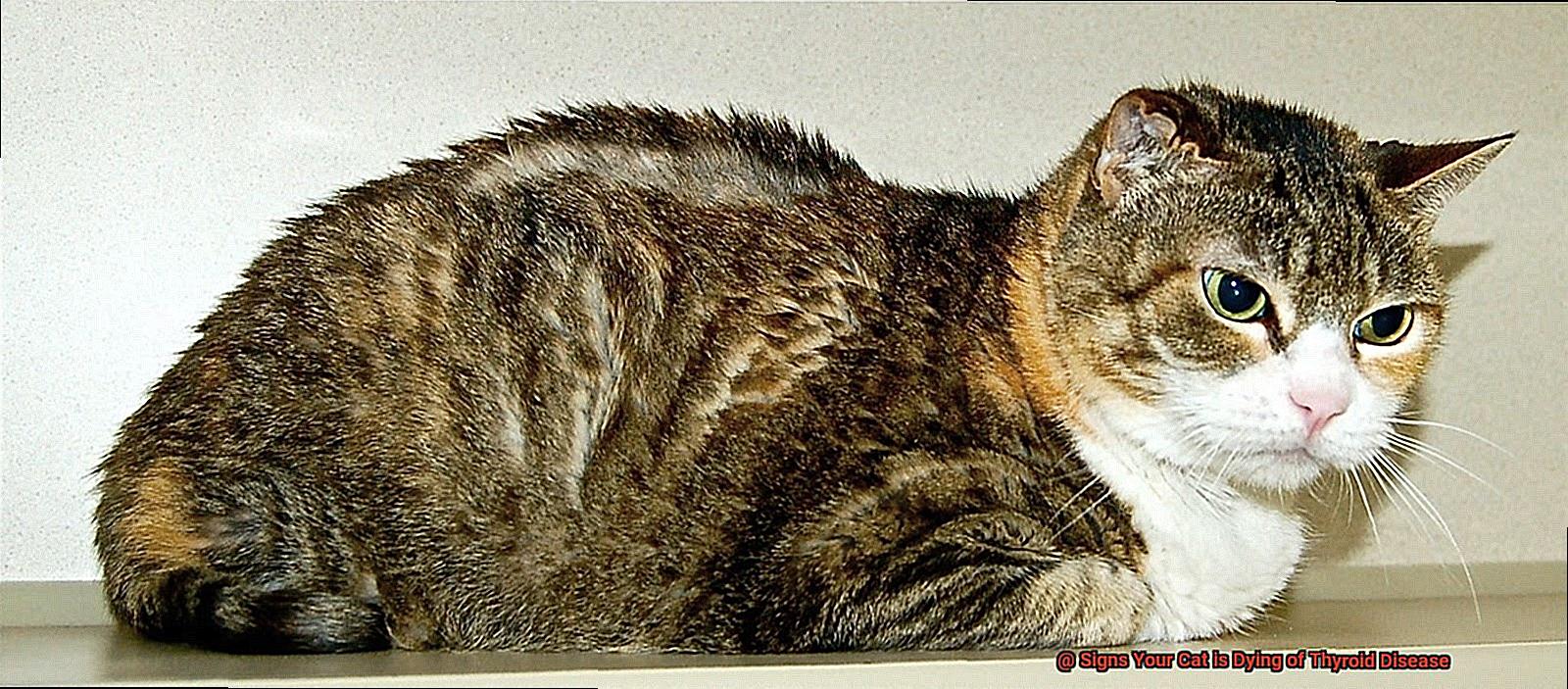 Signs Your Cat is Dying of Thyroid Disease-4