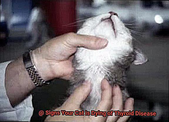 Signs Your Cat is Dying of Thyroid Disease-2