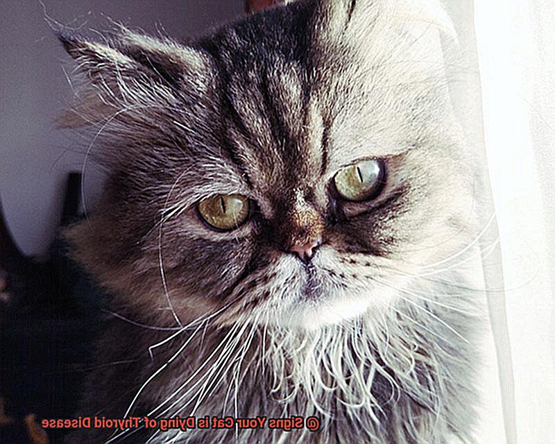 Signs Your Cat is Dying of Thyroid Disease-6
