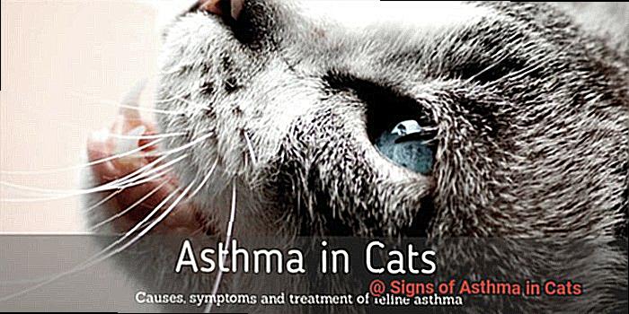 Signs of Asthma in Cats? - 21Cats.org