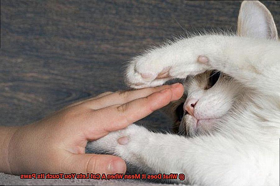 What Does It Mean When A Cat Lets You Touch Its Paws-3
