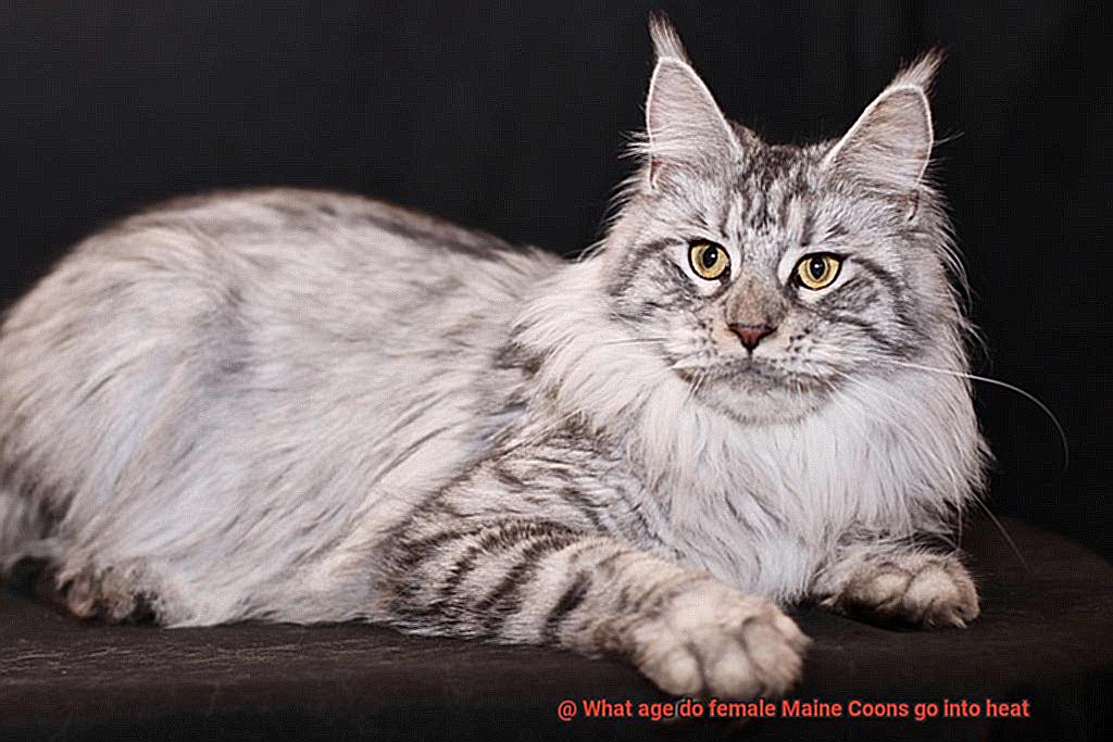 What age do female Maine Coons go into heat-2