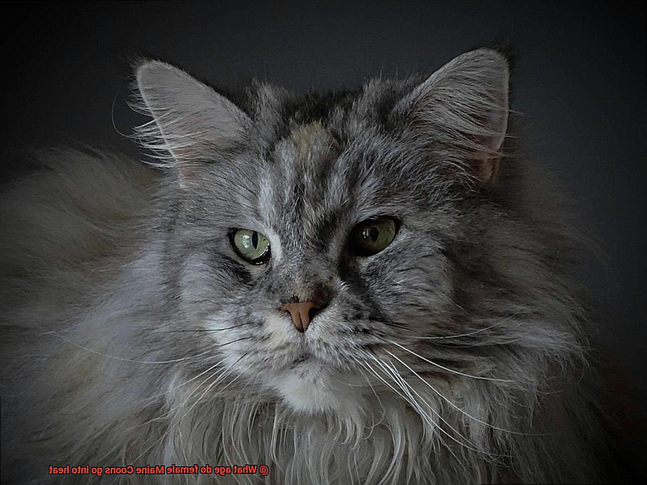 What age do female Maine Coons go into heat-4