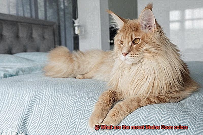 What are the rarest Maine Coon colors-2