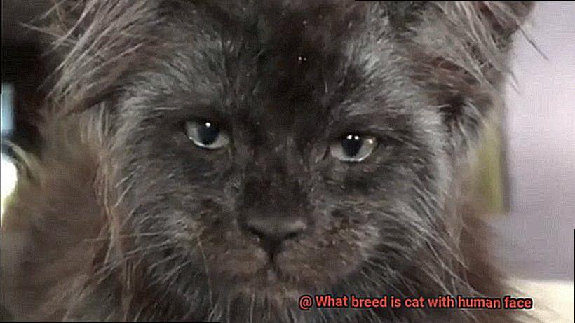 What breed is cat with human face-4