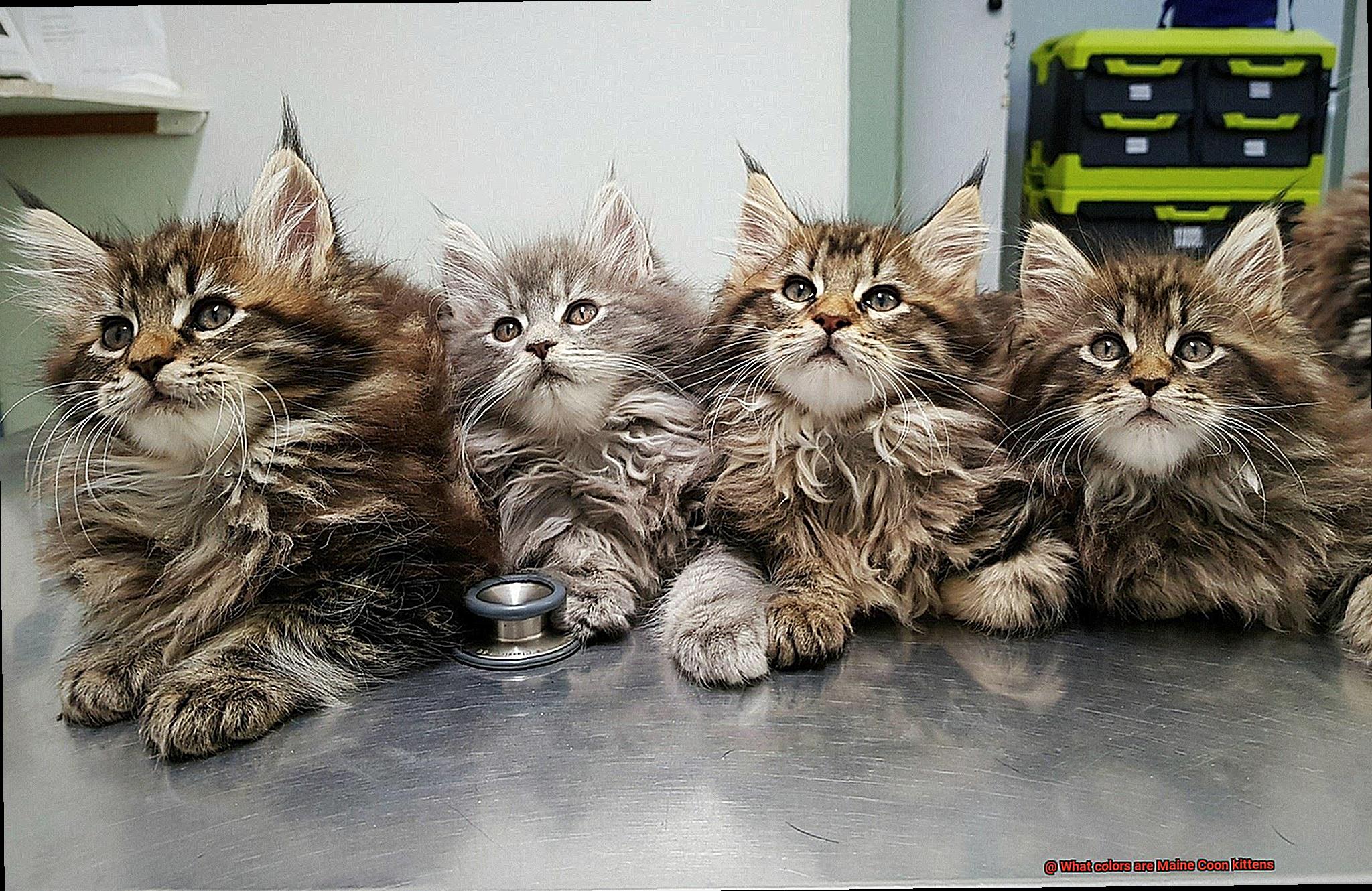 What colors are Maine Coon kittens-2