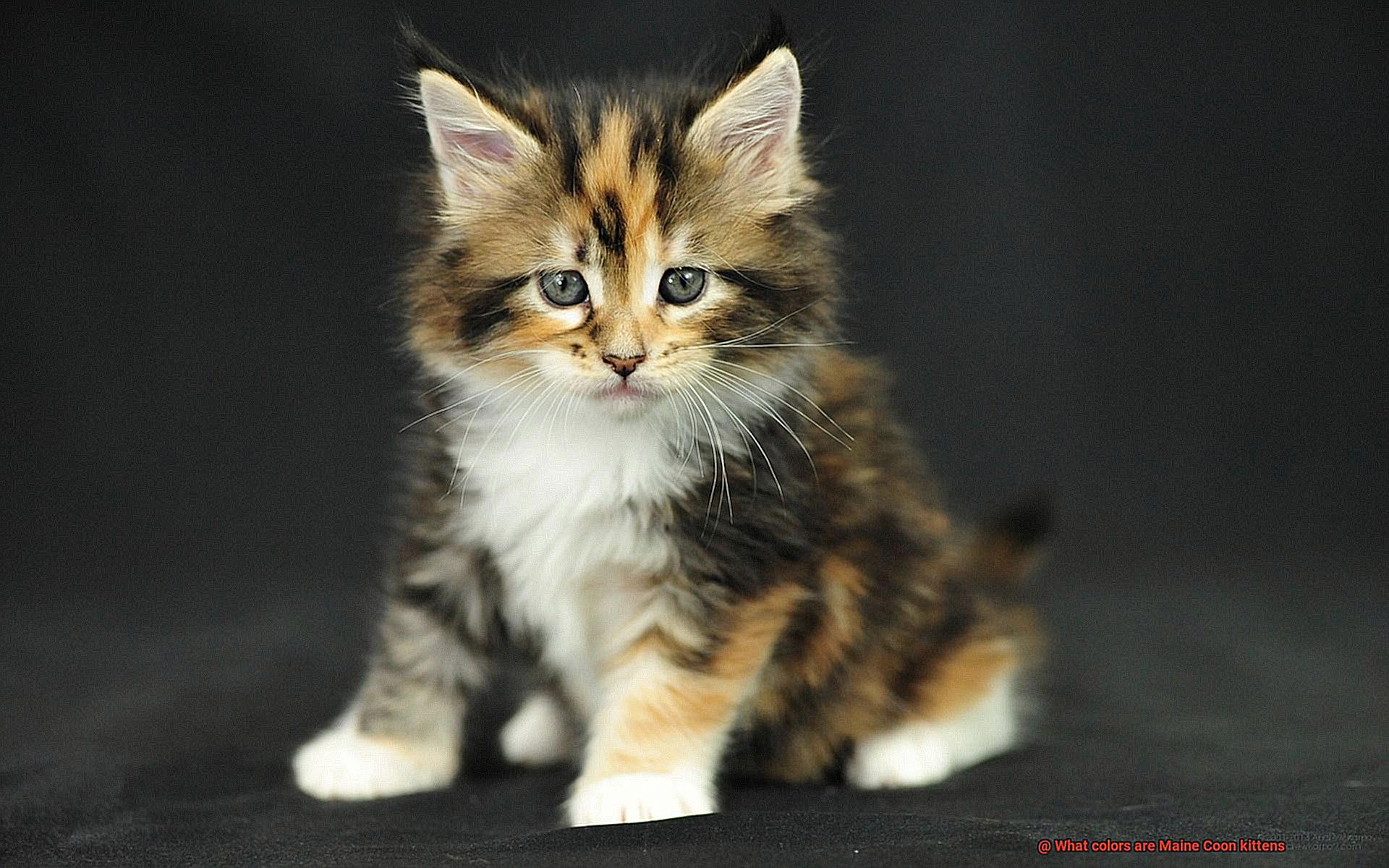 What colors are Maine Coon kittens-3