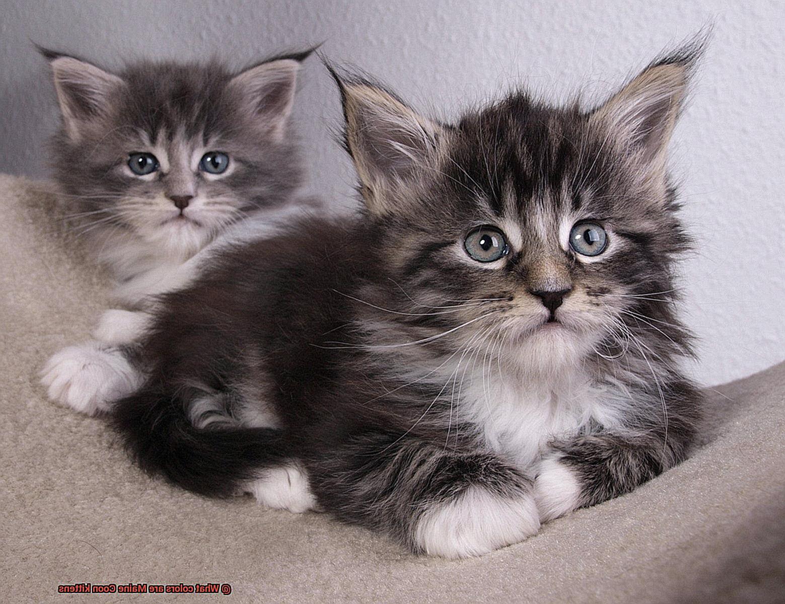 What colors are Maine Coon kittens-5