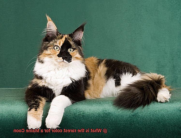 What is the rarest color for a Maine Coon? - 21Cats.org