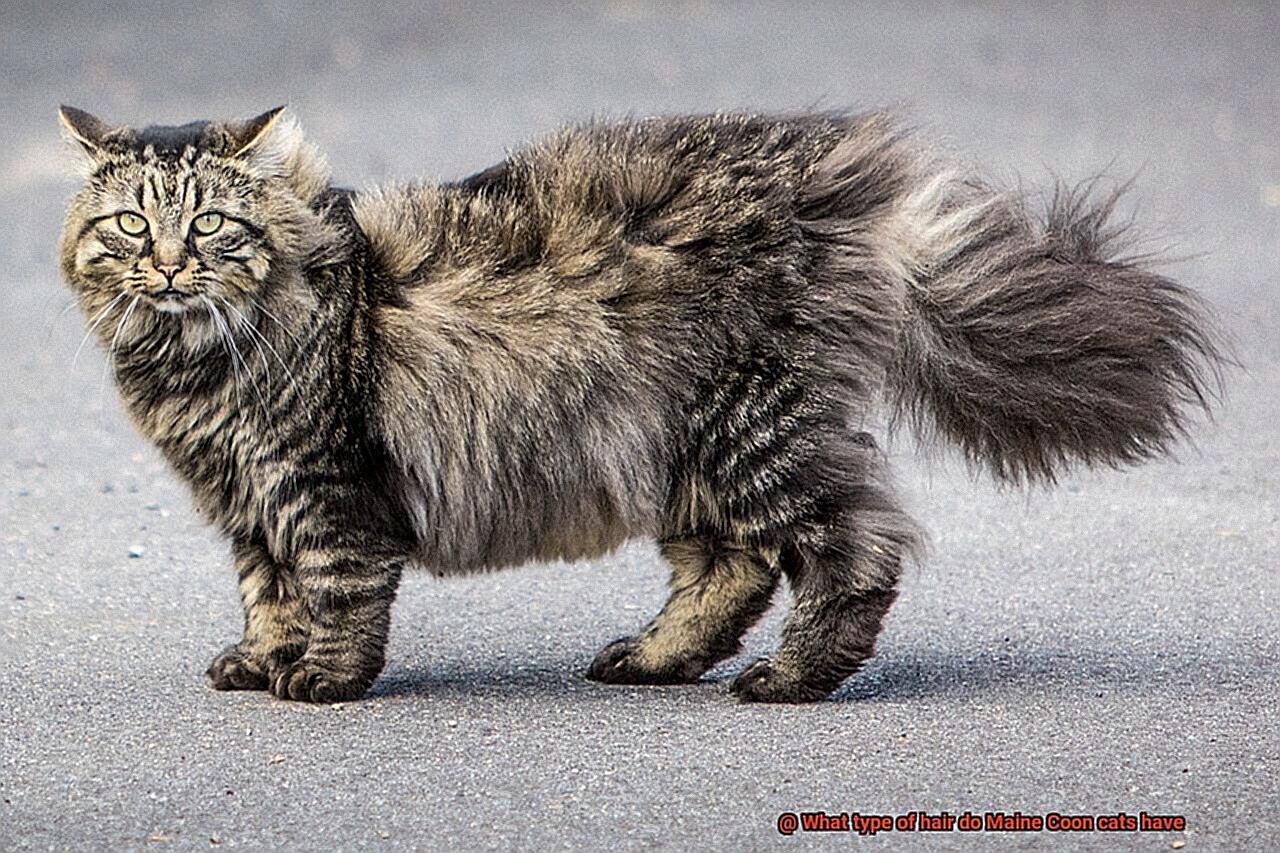 What type of hair do Maine Coon cats have-4