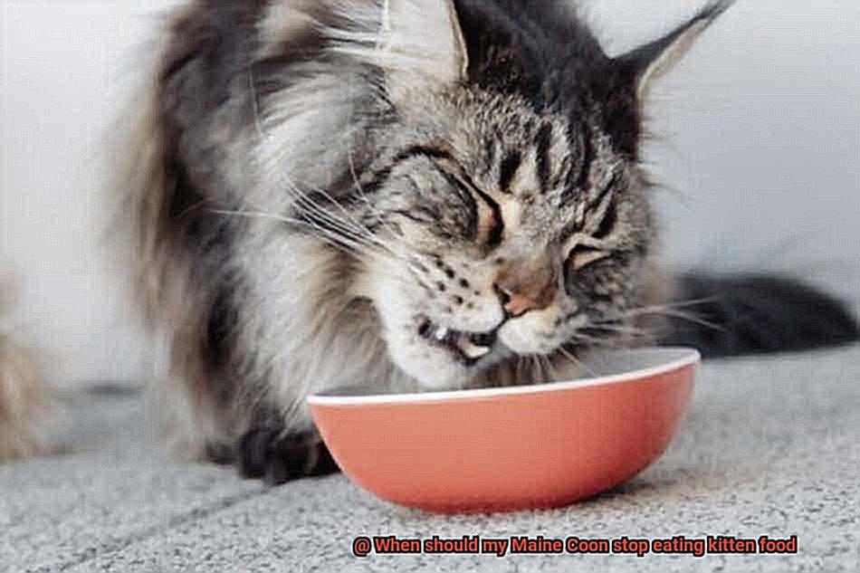 When should my Maine Coon stop eating kitten food-6
