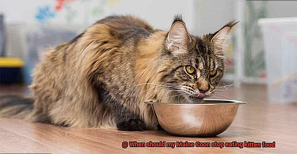 When should my Maine Coon stop eating kitten food-2