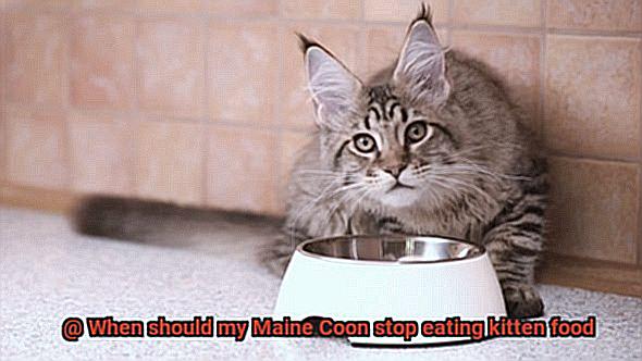 When should my Maine Coon stop eating kitten food-4
