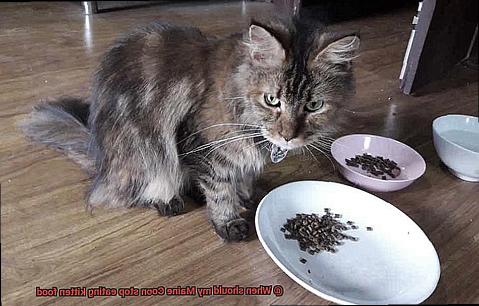 When should my Maine Coon stop eating kitten food-3