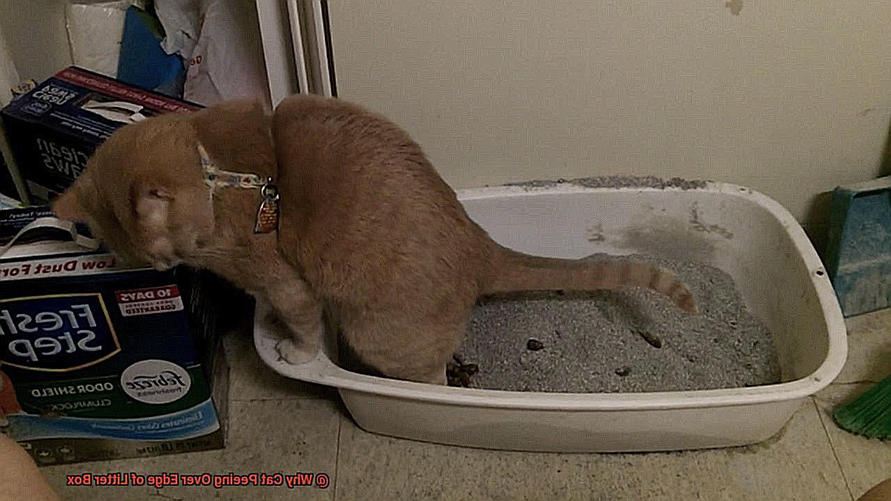 Why Cat Peeing Over Edge of Litter Box? - 21Cats.org