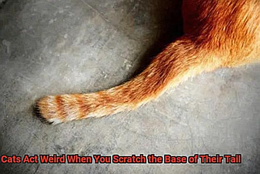 Why Do Cats Act Weird When You Scratch The Base Of Their Tail