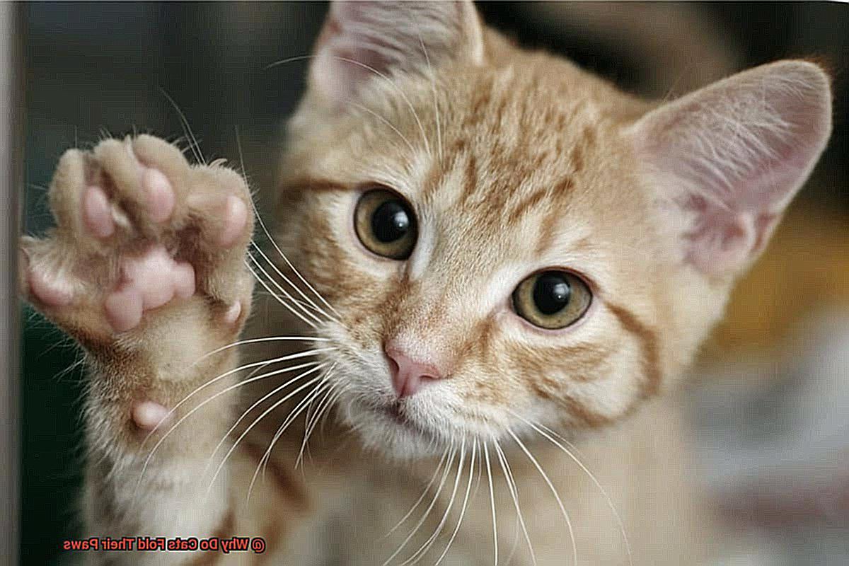 Why Do Cats Fold Their Paws? - 21Cats.org