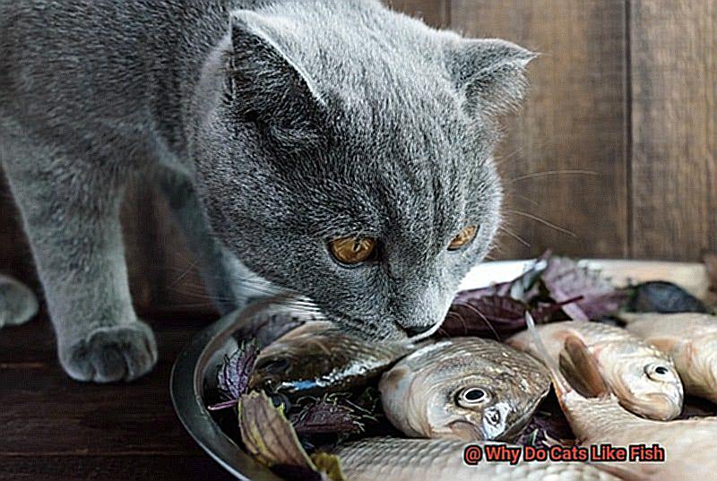 Why Do Cats Like Fish 8720430432