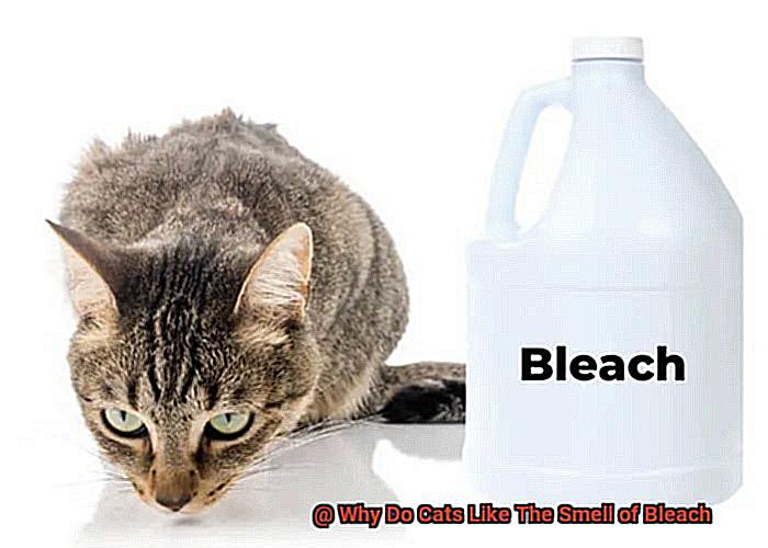 Why Do Cats Like The Smell of Bleach?