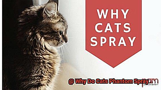 Why Do Cats Phantom Spray-3