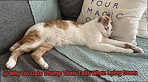 Why Do Cats Thump Their Tails When Lying Down-5